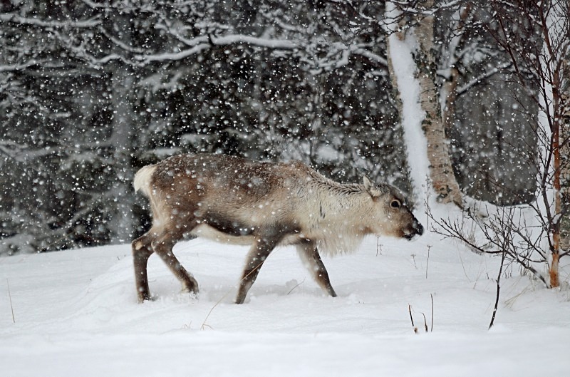 Reindeer - North Norway - March 2012