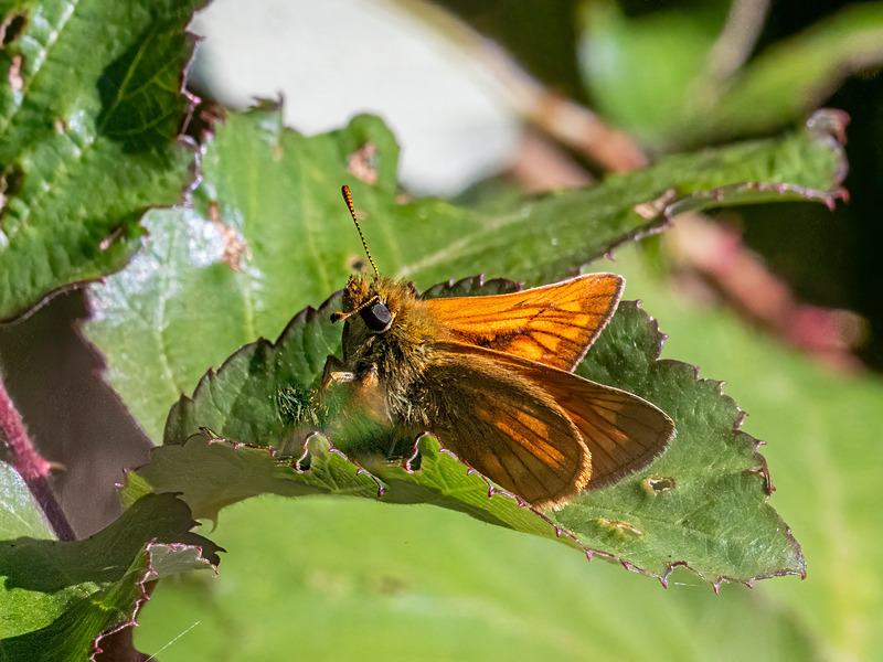 Large Skipper - Latest photos