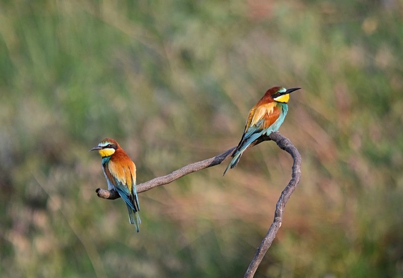 European Bee-eaters - Bulgaria