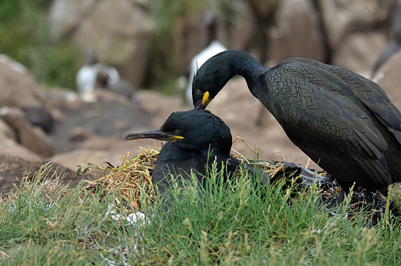 Shags - Cormorants and Shags