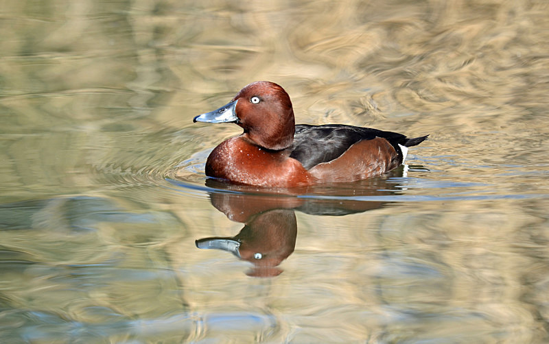 Ferruginous Duck - Diving ducks