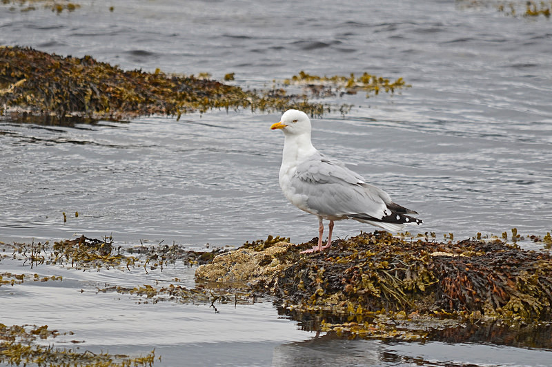 Herring Gull - Gulls