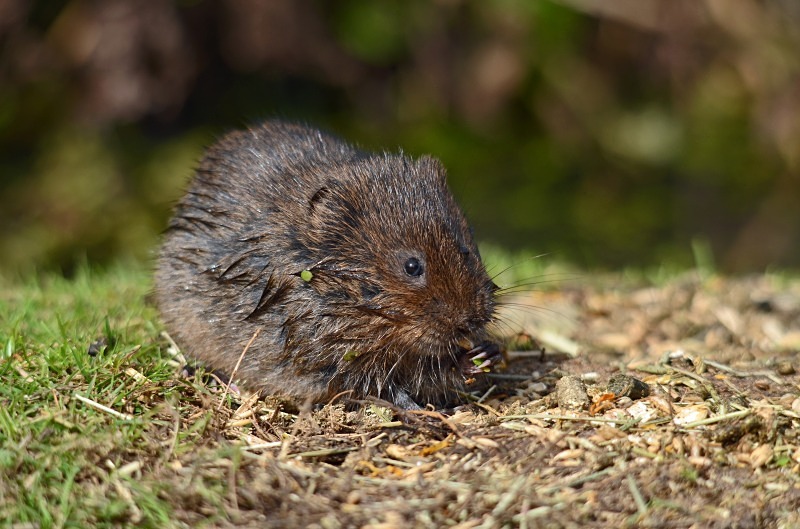 Water Vole - Water Vole