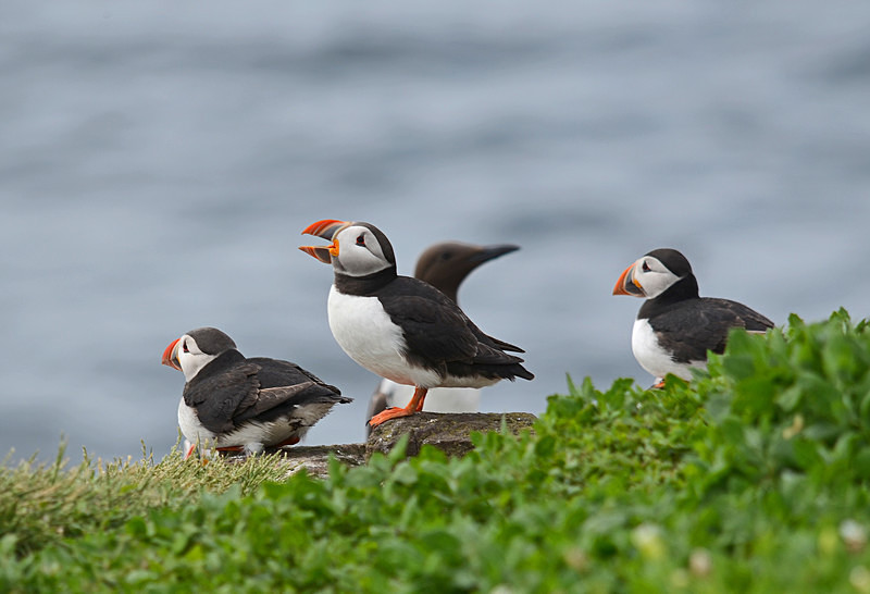 Puffins - Puffins
