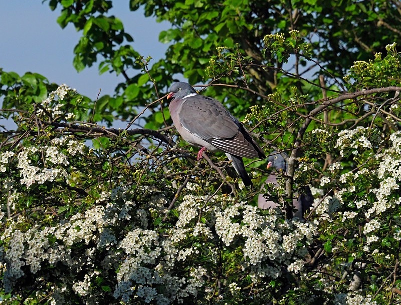 Woodpigeon - Pigeons and doves