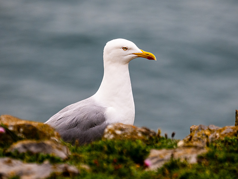 Herring Gull - Latest photos