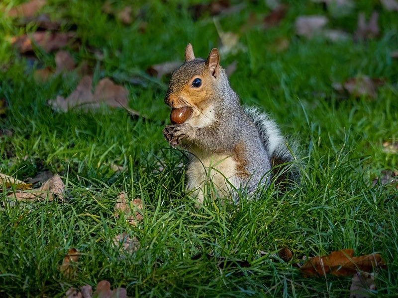 Grey Squirrel - Grey Squirrels