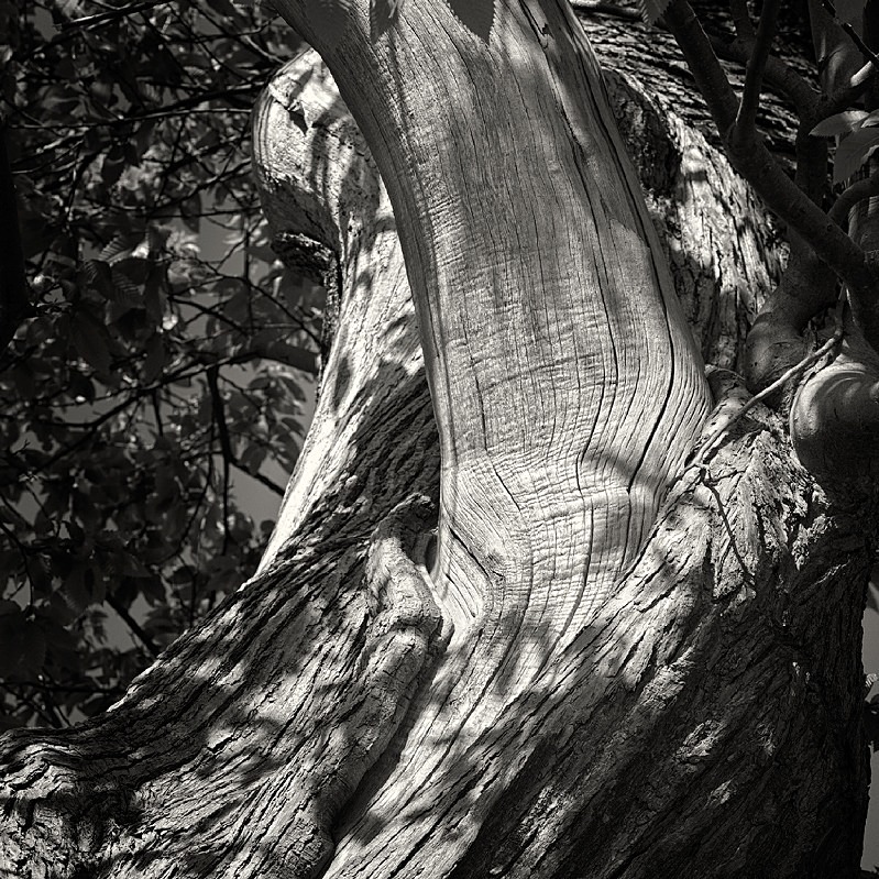 Wood Grain in Black & White - Abstract & Still Life