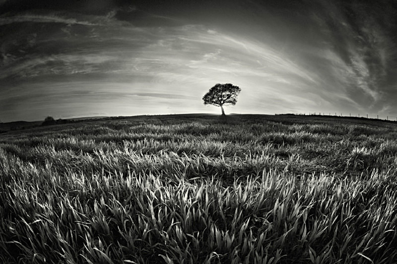 Tree in Yorkshire