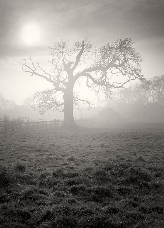 Foggy Dream