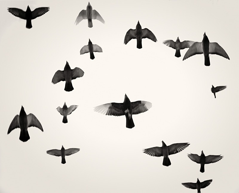 Pidgeons in Flight Salts mill - Abstract & Still Life