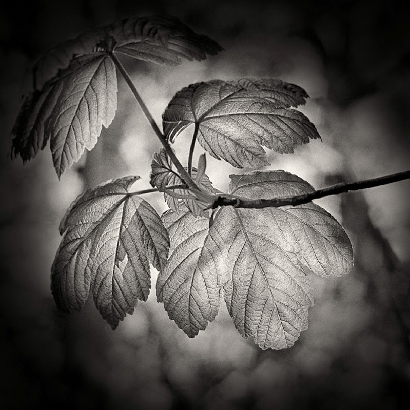 Back Lite Leaf in Black & White - Abstract & Still Life