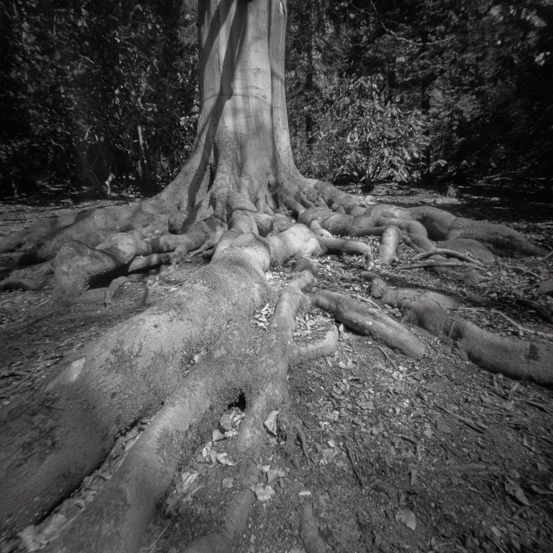 Tree Roots, Golden Acre Park (square format) - Trees, Fields and Landscapes