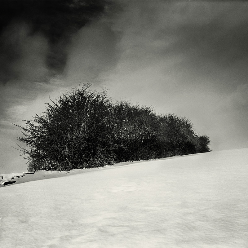 Copse and Snow