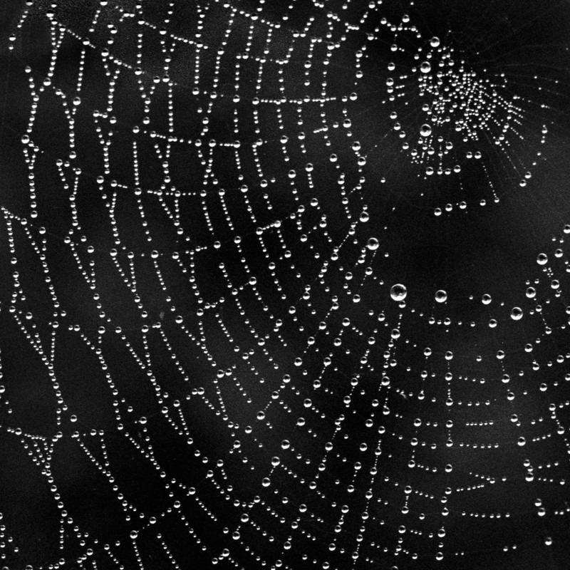 Spiders Web in Black & White - Abstract & Still Life