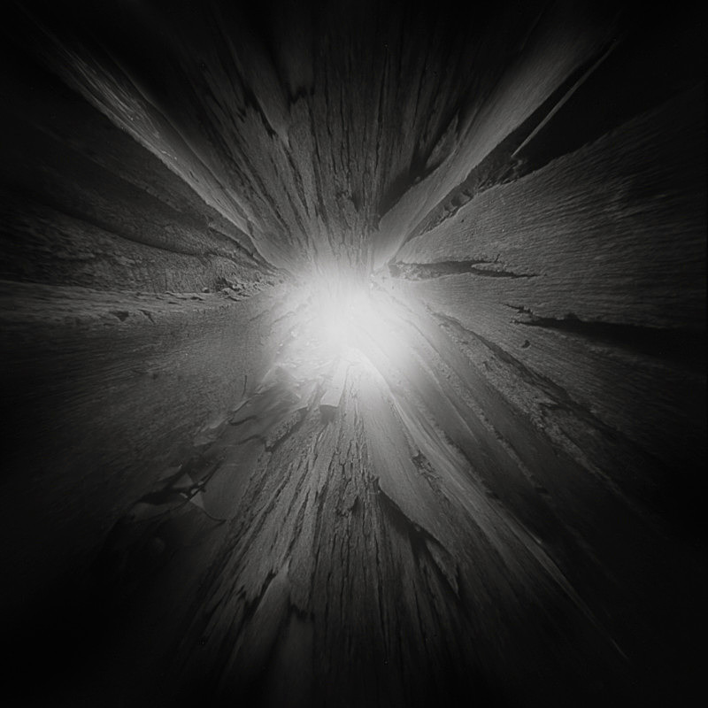 Tree bark, (square format pinhole) - Looking up