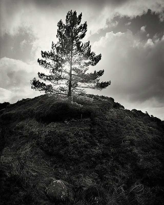 Back Lit Fern on Ilkly Moor