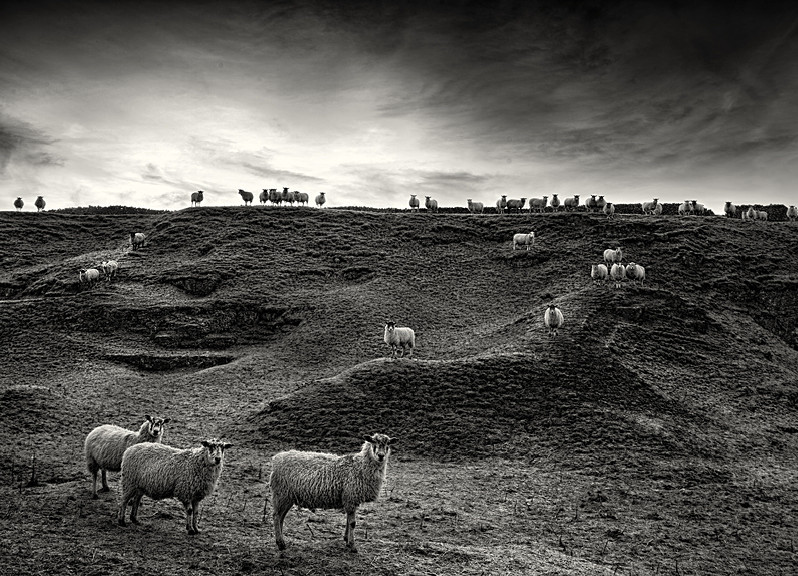Sheep photographed in black and white