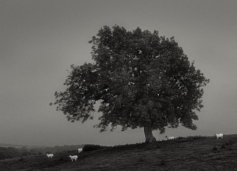 Sheep Grazing in Pasture