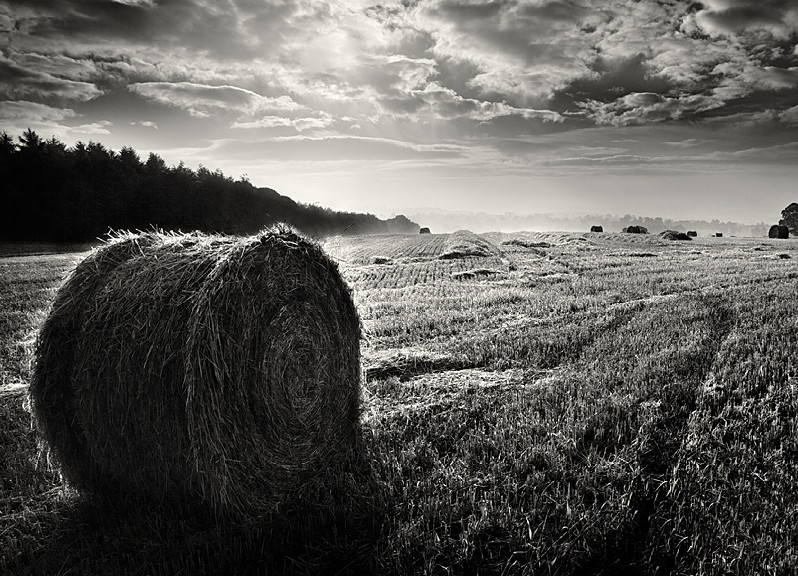 Hay Bails in Black and White