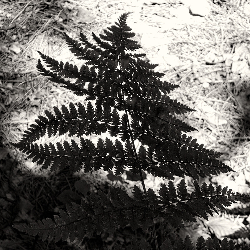 Fern Leaf Shadow in Black & White Otley - Abstract & Still Life