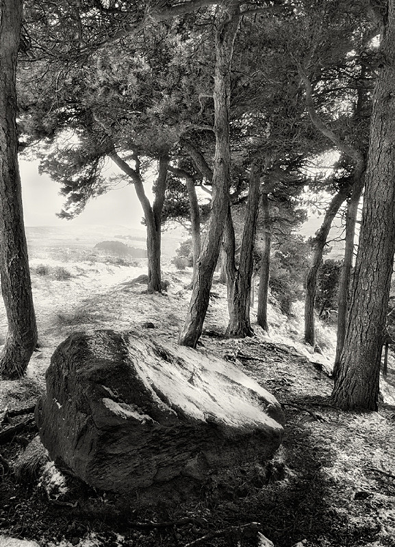 Rock and Ferns by Martin Henson
