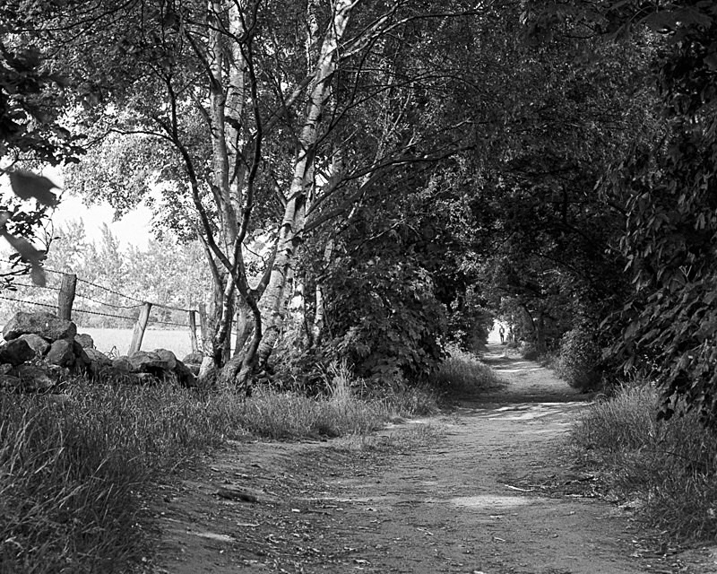 Down the Lane