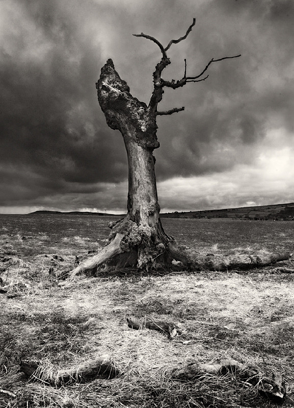 Lonely Tree