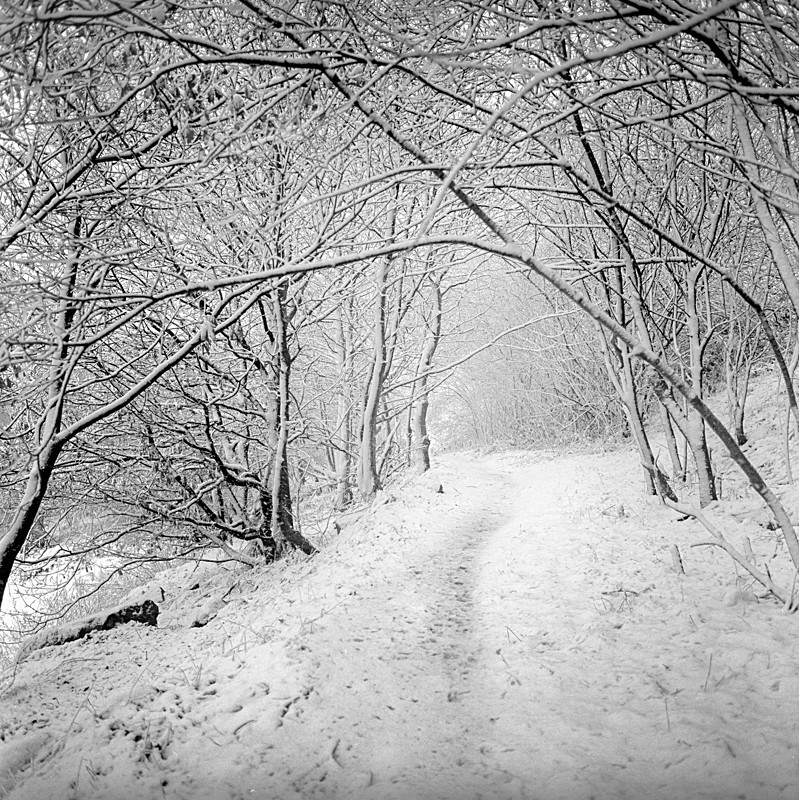 Winter Path (square format) - Landscapes