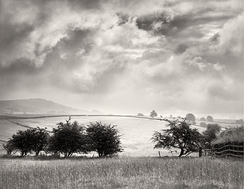 hawthorn trees
