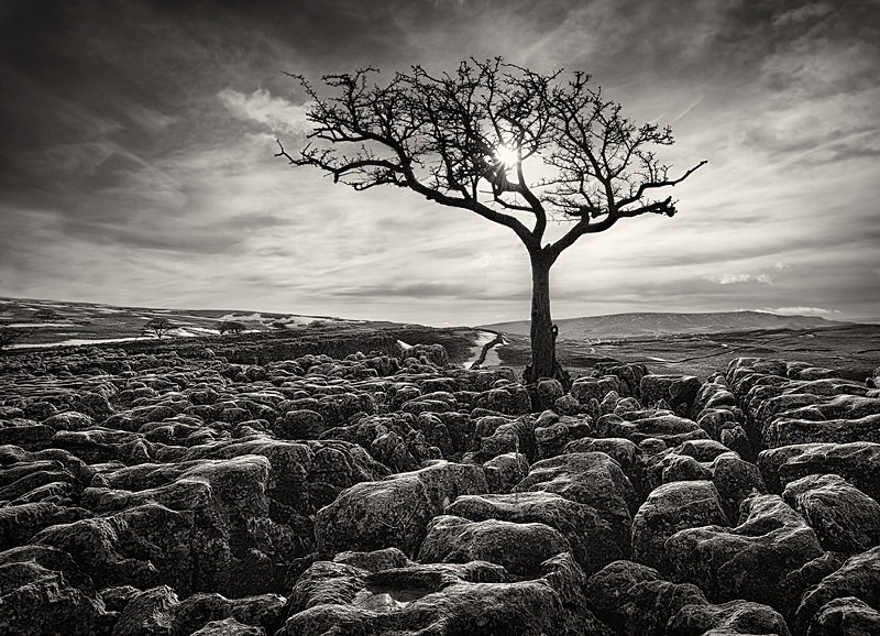 Black and white tree photograph