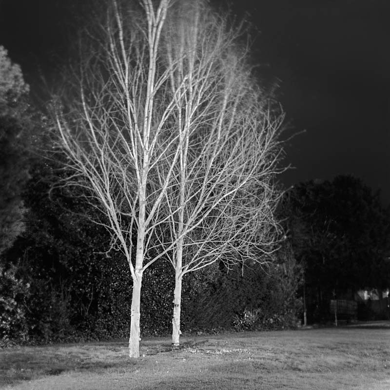 White Trees (square format) - Night Exposures