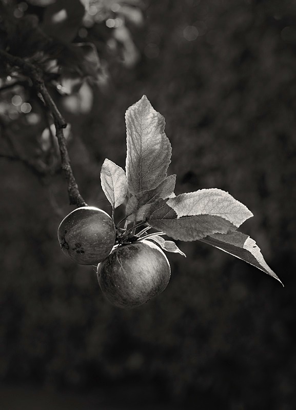 Black and White Photograph of Apples - Abstract & Still Life