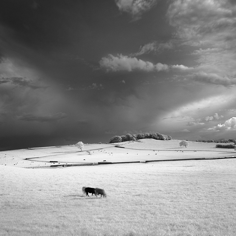 Lone Cows Rawdon, Infrared (square format) - Infrared