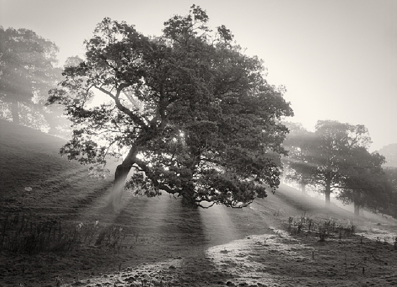 Black and White Film capture of Tree in Yorkshire