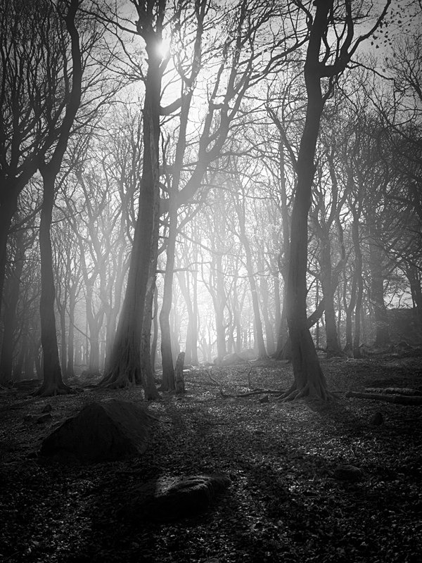 Woodland Light - Landscapes