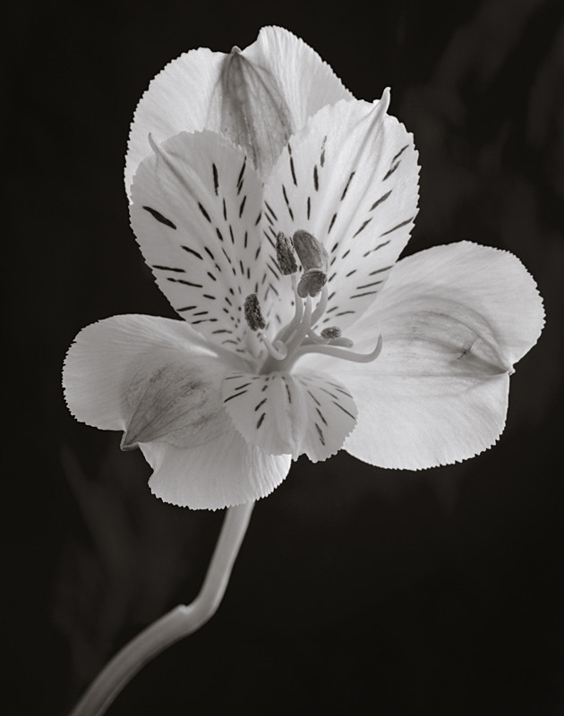 Tiger Lily Photograph in Black and White Closeup - Abstract & Still Life