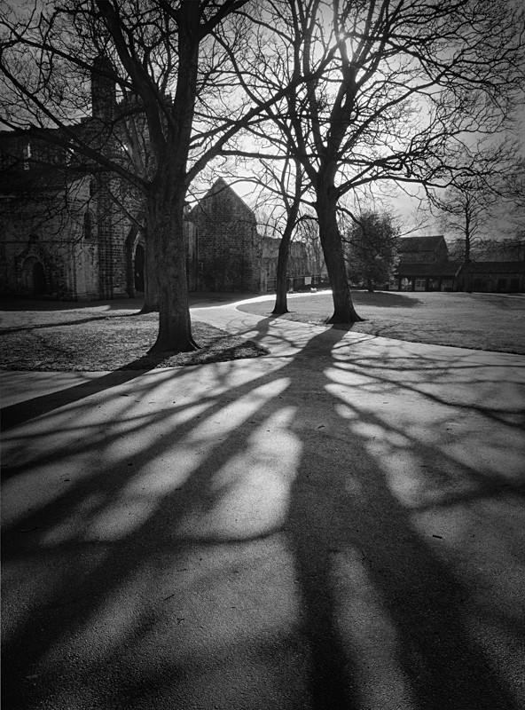 Tree Shadow - Landscapes