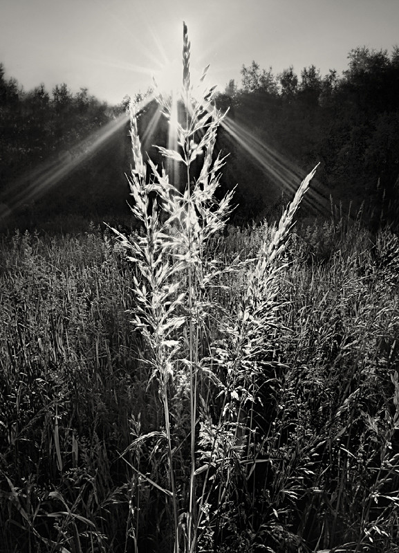 Photograph of Thistle in Black & White - Abstract & Still Life