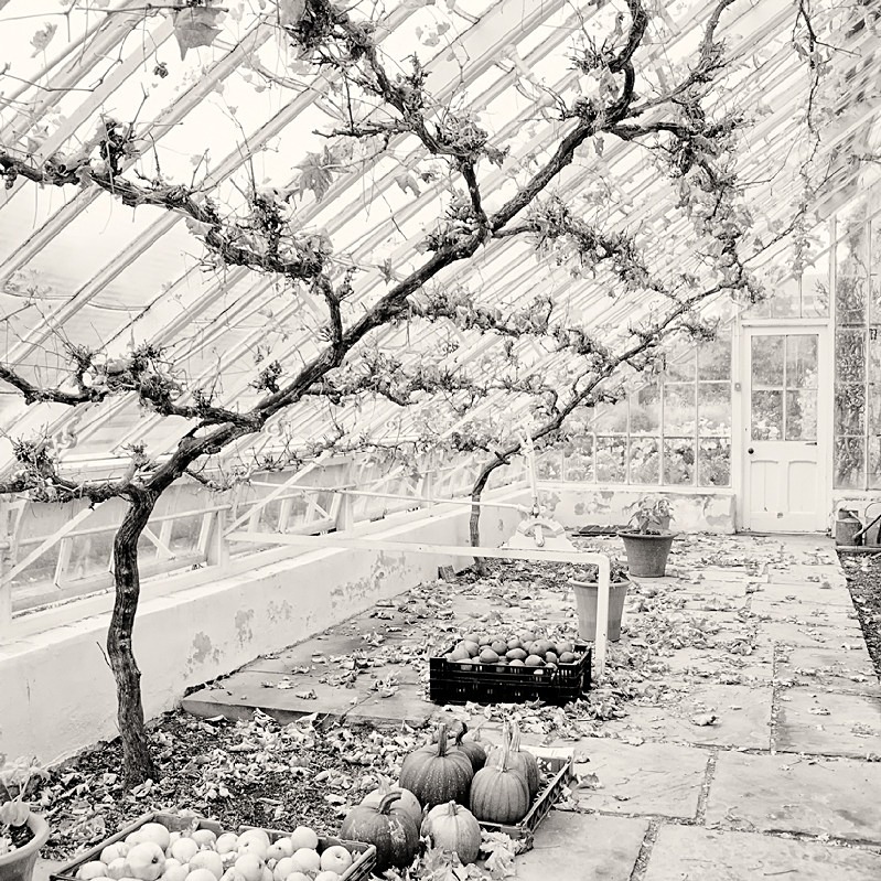 Vines Abstract in Black & White - Abstract & Still Life