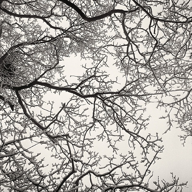 Iced Tree in Black and White Otley Chevin - Abstract & Still Life