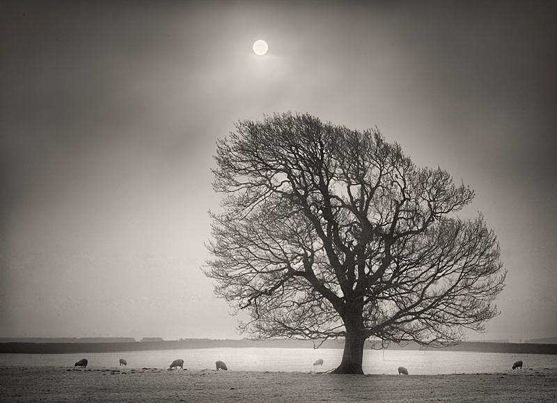 Winter Sun Grazing