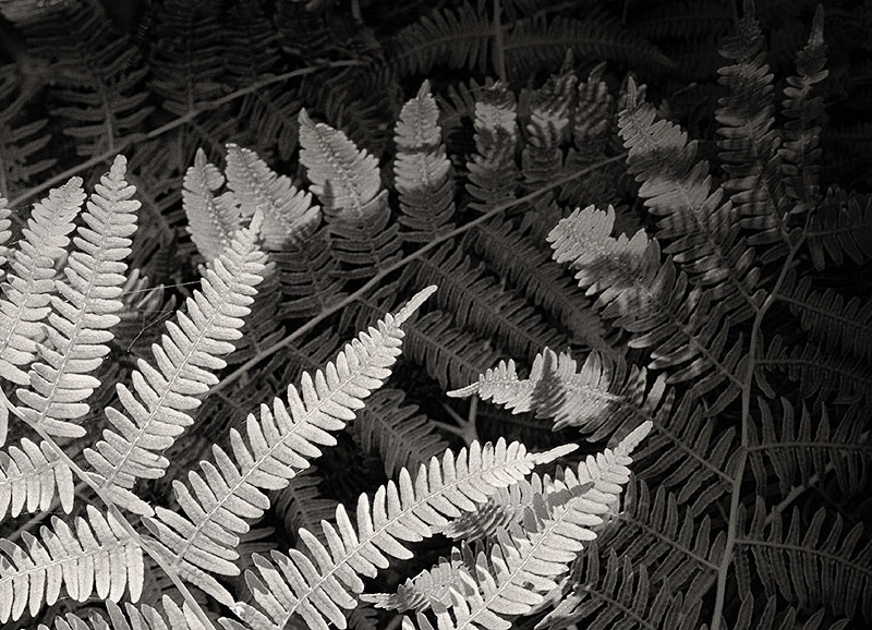 Fern  Leaves Abstract in Black and White - Abstract & Still Life