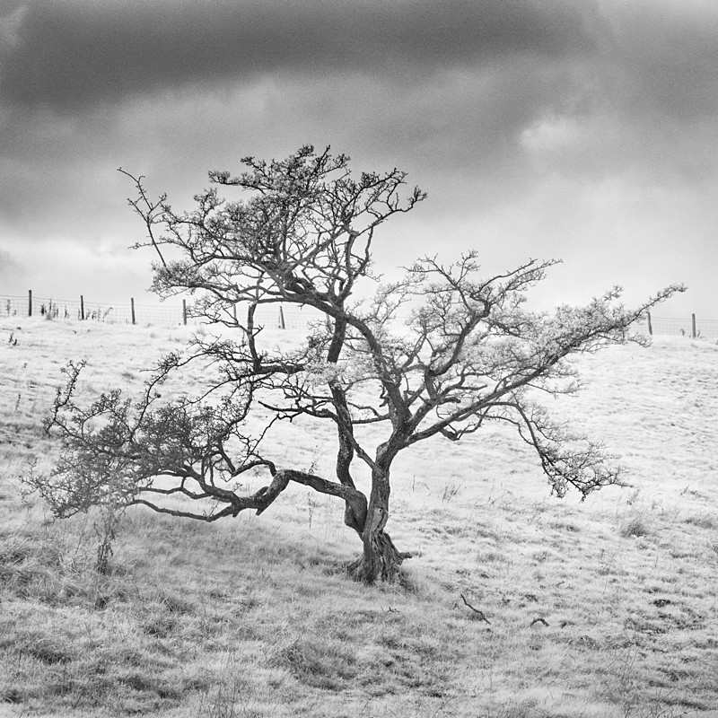 Tree, Infrared (square format) - Infrared