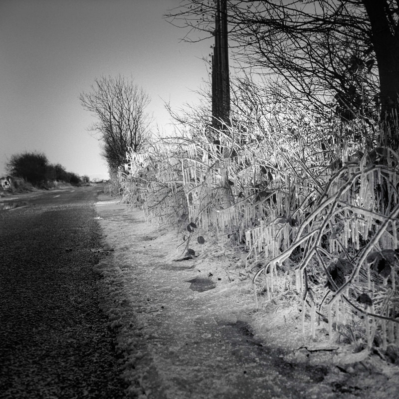 Iced Branches