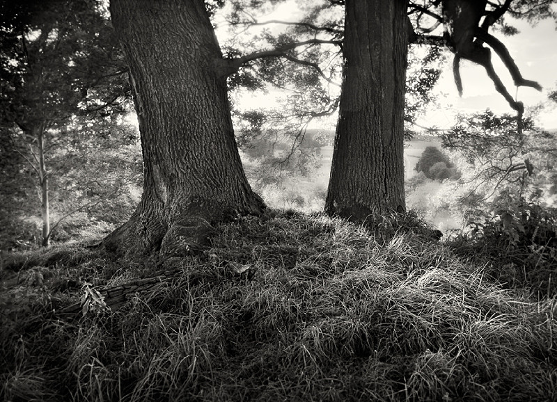 Might Oak Trees Fine Art Photograph