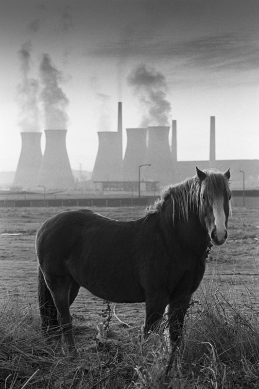 Black & White Photograph Leeds Power Station and Horse - Architecture