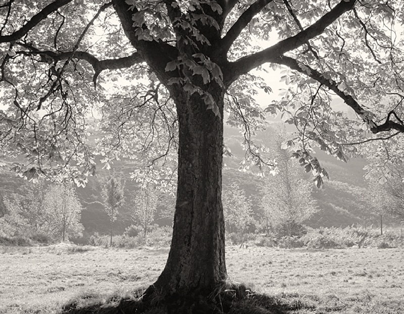 Autumn Tree by Martin henson
