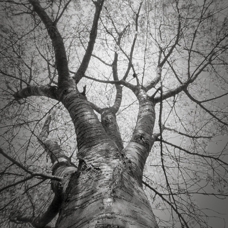 Looking Up #3 (Pinhole square format) - Looking up