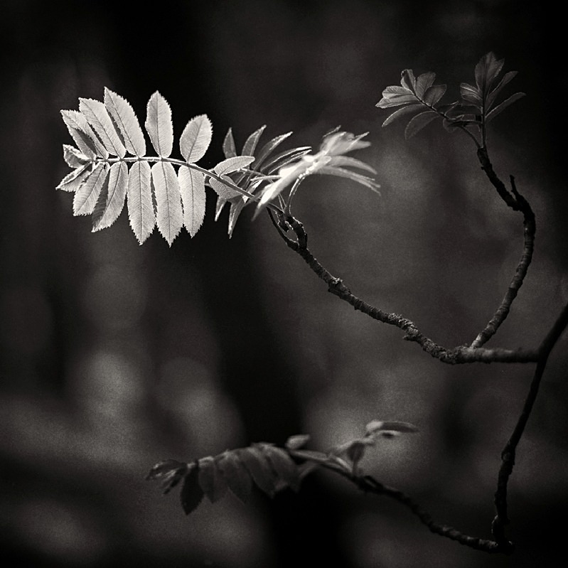 Spring Leaf in Black amd White Otley - Abstract & Still Life